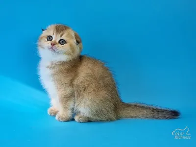 Скоттиш-фолд (Шотландская вислоухая кошка) - «Плюшевая привереда!» | отзывы