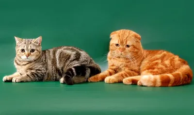 Скоттиш фолд, шотландский вислоухий плюшевый котенок - доска объявлений о  продаже животных Bim.ua id:7913
