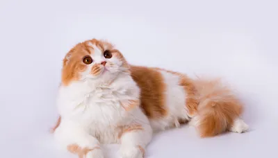 Шотландская вислоухая плюшевая кошечка-котенок - доска объявлений о продаже  животных Bim.ua id:6186