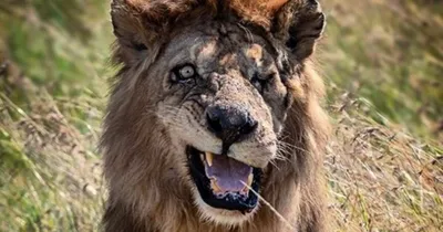 В Африке нашли двойника Шрама из \"Короля льва\" – Москва 24, 25.07.2019