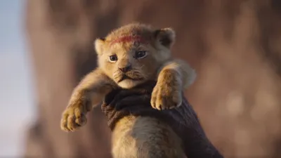 Фото симбы из фильма король лев 