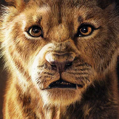 Король Лев / The Lion King (2019) | AllOfCinema.com Лучшие фильмы в  рецензиях