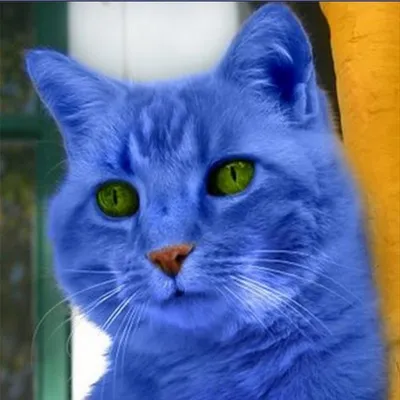Фото синего кота 