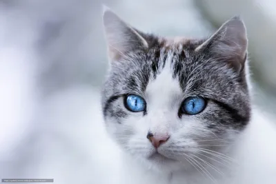 Что означает цвет глаз у кошки | Мир домашних животных | Дзен