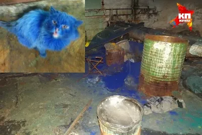 Бездомный синий кот из Твери стал интернет-звездой и нашел дом - KP.RU