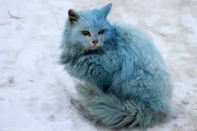 Голубой кот