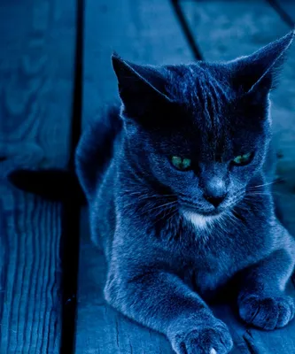 Вездесущий синий кот: Depot провело ребрендинг молочной продукции «Милград»