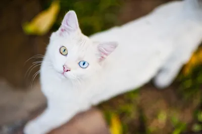 Портрет пушистого кота. Сибирский кот серо голубого окраса. Stock Photo |  Adobe Stock