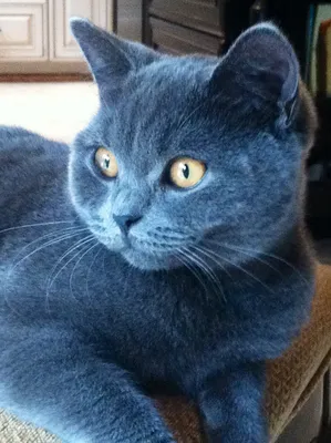 Темно синий кот - картинки и фото koshka.top