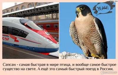 Как выглядит кабина скоростного поезда 🚅 «Сапсан» в деталях? | Развитие  Метрополитена в Москве | Дзен