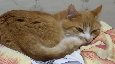Одесские коты-шкодники, которых мы любим, несмотря ни на что (фото) — УСІ  Online