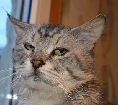 скучающий милый британский кот лежа на вершине кошки царапка дома Стоковое  Фото - изображение насчитывающей ангстрома, волосы: 222752974