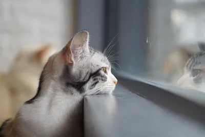 Трогает до слез: котик скучает по погибшему хозяину - 12.09.2018, Sputnik  Узбекистан