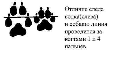 Как отличить след волка от следа собаки. | Пикабу