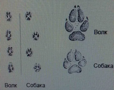 Инфографика: следы млекопитающих – Астраханский биосферный заповедник