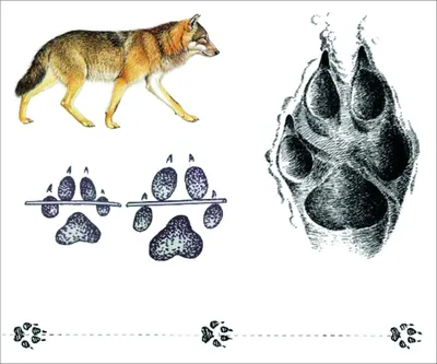 Как отличить следы волка от следов собаки | ВКонтакте