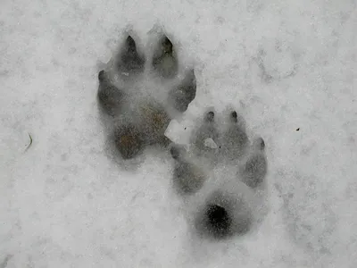 Волчьи следы в лесу - 69 фото