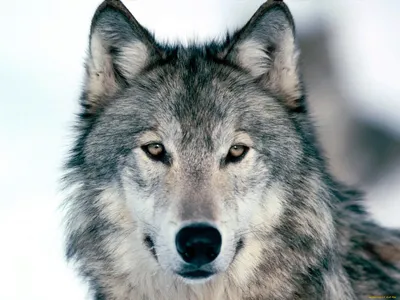 Следы больших животных волка или собаки Стоковое Изображение - изображение  насчитывающей возвращающ, след: 172021375