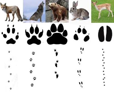 Сравнение следов собаки волка Иллюстрация вектора - иллюстрации  насчитывающей ангстрома, лапка: 136987897