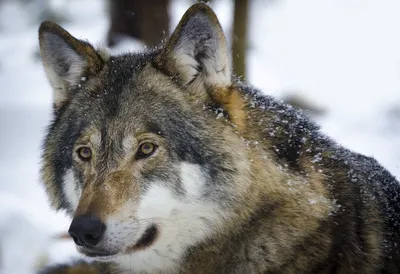 🐺 Охота на волков - с флажками, на вабу, загоном и другими способами -  GetHunt