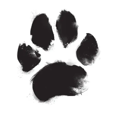 Животные собака следа или лапка волка Иллюстрация вектора - иллюстрации  насчитывающей природа, ангстрома: 177826722