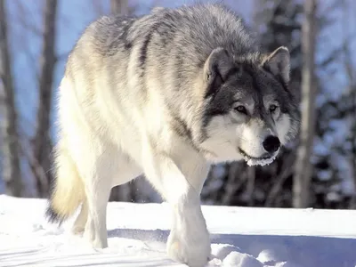 В окрестностях Севастополя обосновались волки? | ForPost