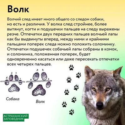 В Тверской области жители за волков приняли собаку с кошкой - ТИА