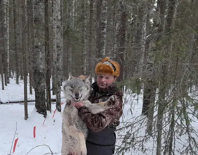 Следы волка на снегу (17 фото): как выглядят и отличия от собаки