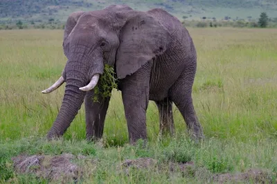 Фото слона африканского 