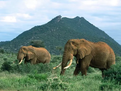 Африканские слоны на грани исчезновения | Ecocosm
