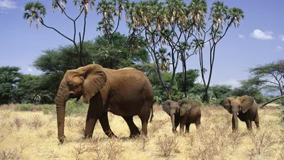 Африканские слоны. Их среда обитания и способности выживания. | Животный  Мир | Дзен