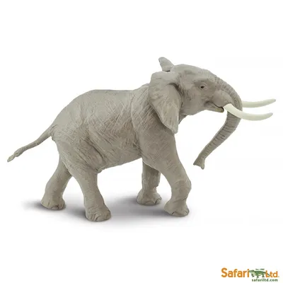 белизна африканского слона изолированная Стоковое Фото - изображение  насчитывающей глаз, угрожано: 8115112