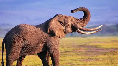 Африканский слон: Очень интересные факты | Африканский слон, Слон мягкая  игрушка, Слоны