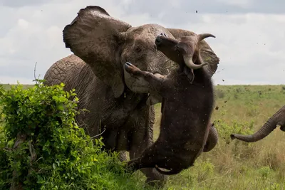 Фигурка Safari Ltd Африканский слон за 1,570 руб – купить в  интернет-магазине КуклаДом в Москве и России, отзывы