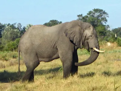 250 877 рез. по запросу «Африканский слон» — изображения, стоковые  фотографии, трехмерные объекты и векторная графика | Shutterstock