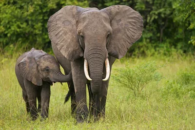 Африканский слон: Ядерная бомбардировка интересными фактами | Пикабу
