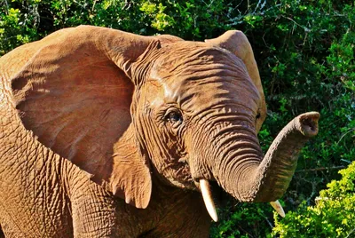 Заявление WWF о новой оценке африканских слонов -