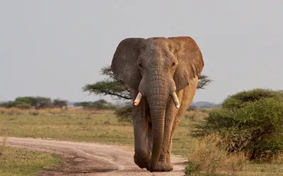 Является ли фактом то, что Африканский слон — это очень социальное  африканское животное? | Немного о животных | Дзен