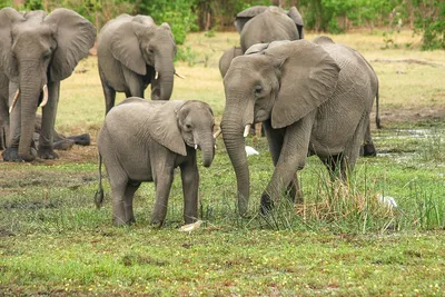 Фигурка Schleich Самка африканского слона/животные/дикая природа/ игрушки  для детей/Африка купить в Москве | Доставка по России.