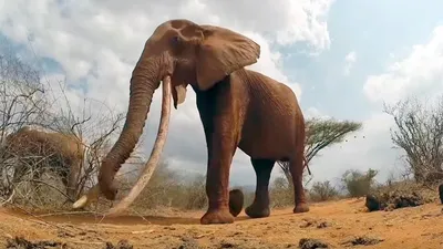Африканский Слон Буша RUN - Слон Африканский Куст Больший Из Двух Видов Африканского  Слона. И Это И Лесной Слон Уже В Прошлом Были Классифицированы Как Один  Вид. Фотография, картинки, изображения и сток-фотография