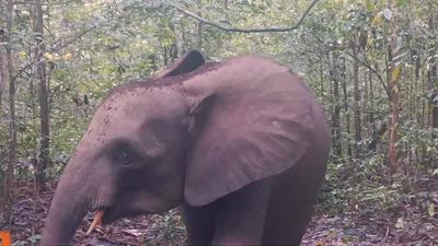 Фигурка малыша Африканского слона купить по низким ценам в  интернет-магазине Uzum