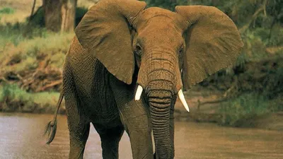 Африканские слоны - Интересные факты о величественных животных -  Документальный фильм о природе в 4К - YouTube