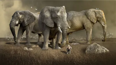 Вид Сбоку На Большого Африканского Слона — стоковые фотографии и другие  картинки Африка - Африка, Африканский слон, Бивень - iStock