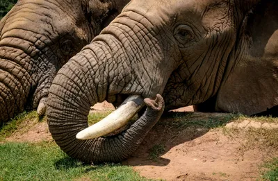 Ученые выяснили возможную причину массовой гибели слонов в Африке