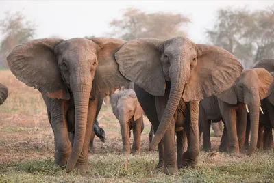 Фигурка животного Collecta Слон африканский купить по цене 788 ₽ в  интернет-магазине Детский мир