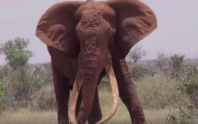 Африканский слон в саванне стоковое фото. изображение насчитывающей  национально - 110336958