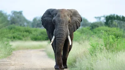 Изображение величественного африканского слона в его естественной среде  обитания. | Премиум Фото