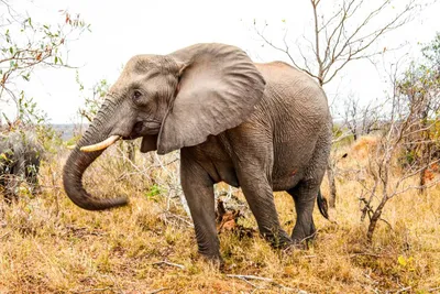 Последний оплот африканского лесного слона — Новости мира сегодня  NTDНовости мира сегодня NTD