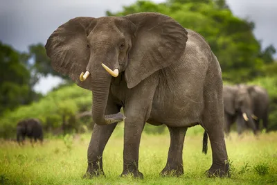 Какая разница между Индийским и Африканским слоном? Кто опаснее, Африканский  или Индийский слон? - YouTube