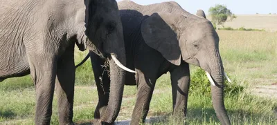 Африканский слон» картина Чарыева Какаджана маслом на холсте — купить на  ArtNow.ru